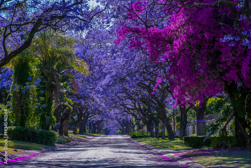 Jacaranda trees in full bloom lined in a pretoria street south africa during spring