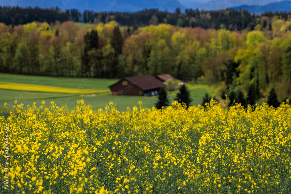 Vibrant yellow canola rapeseed field under dramatic sky near Zurich, Switzerland