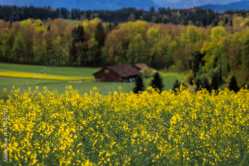 Obraz na płótnie Vibrant yellow canola rapeseed field under dramatic sky near Zurich, Switzerland w salonie