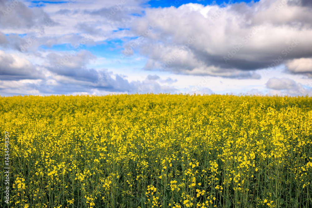 Vibrant yellow canola rapeseed field under dramatic sky near Zurich, Switzerland