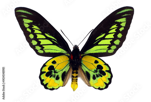 A striking green yellow butterfly known as Ornithoptera rothschildi showcases its vibrant wings. Found in tropical regions, it represents a marvel of nature's beauty. photo
