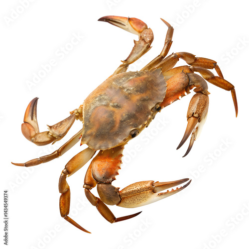 Top view A crab walking, isolated on a transparent background