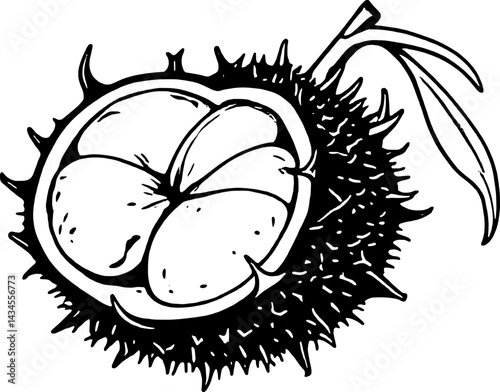 A Detailed Line Drawing Of An Opened Chestnut Bur With Seeds