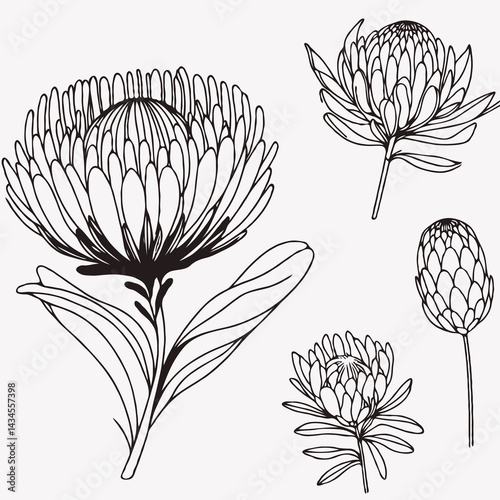 Hand drawn artichokes Botanical drawing. Simple line art thistle, stems illustration. Black and White wild flowers. Protea plants. Set of teasel outline doodle floral sketch. Leaves Silybum marianum