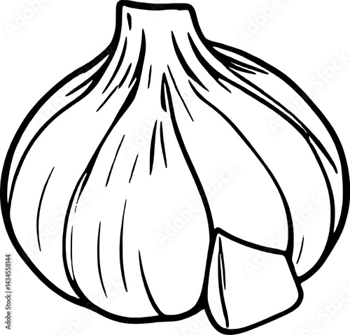 Single Garlic Bulb Line Drawing Culinary Herb Illustration