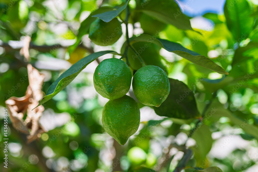Close-up of green citrus fruits growing on a tree branch, ideal for organic food, farming, and agriculture projects. Close-up of green citrus fruits growing on a tree branch, ideal for organic food, farming, and agriculture projects.
