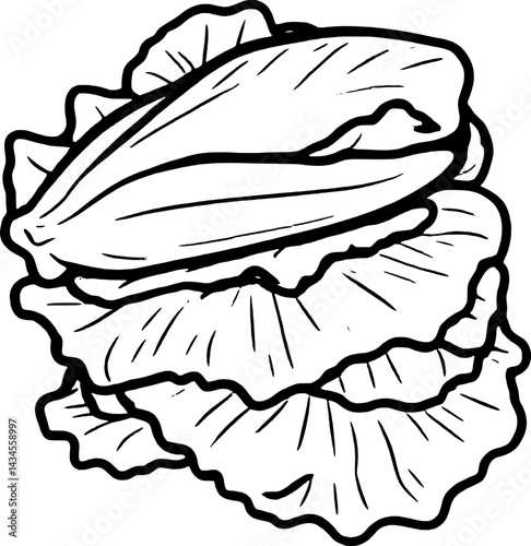 Fresh Napa Cabbage Illustration Layers Of Crisp Green Leaves