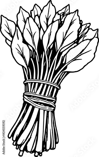 Fresh Bunch Of Green Leafy Vegetables Tied Together