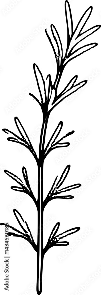 Naklejka premium Simple Line Drawing Of A Sprig Of Rosemary Herb