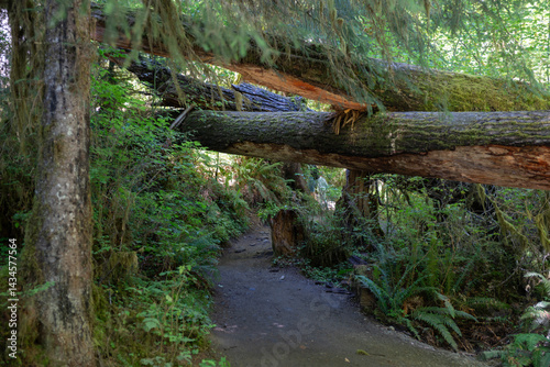 Hoh Rain Forest, Olympic National Park