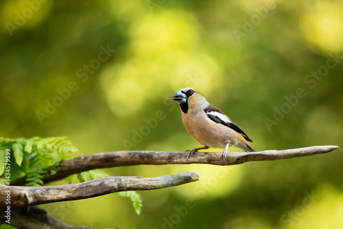 Hawfinch (Coccothraustes coccothraustes) perched on branch. A close-up of a hawfinch perched on a branch in forest on summer afternoon. Wildlife scene from Czech republic.