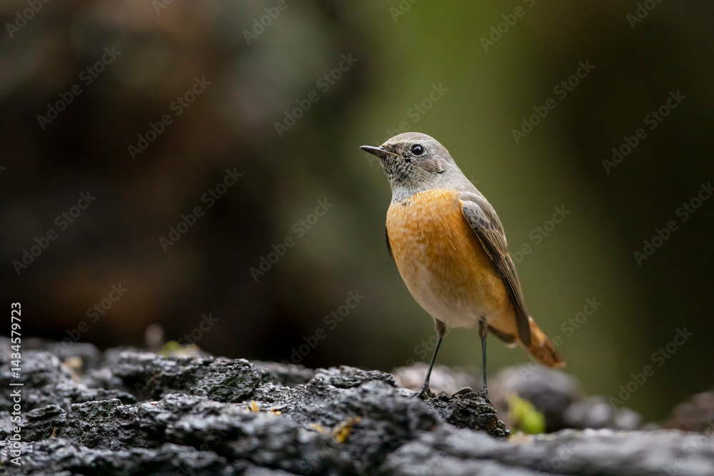 Common Redstart (Phoenicurus phoenicurus) on a log. An image of a handsome passerine bird Common Redstart perched on a branch. Wildlife scene from Czech nature.