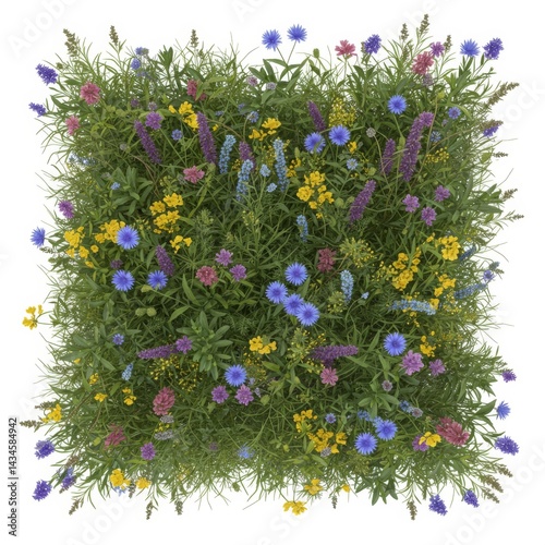 Overhead View of a Colorful Wildflower Meadow