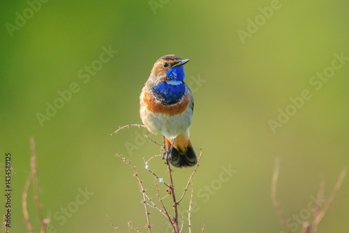 Closeup of a blue-throat male bird Luscinia svecica cyanecula singing photo