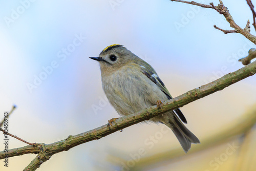 Goldcrest bird, Regulus regulus, foraging through branches of trees and bush