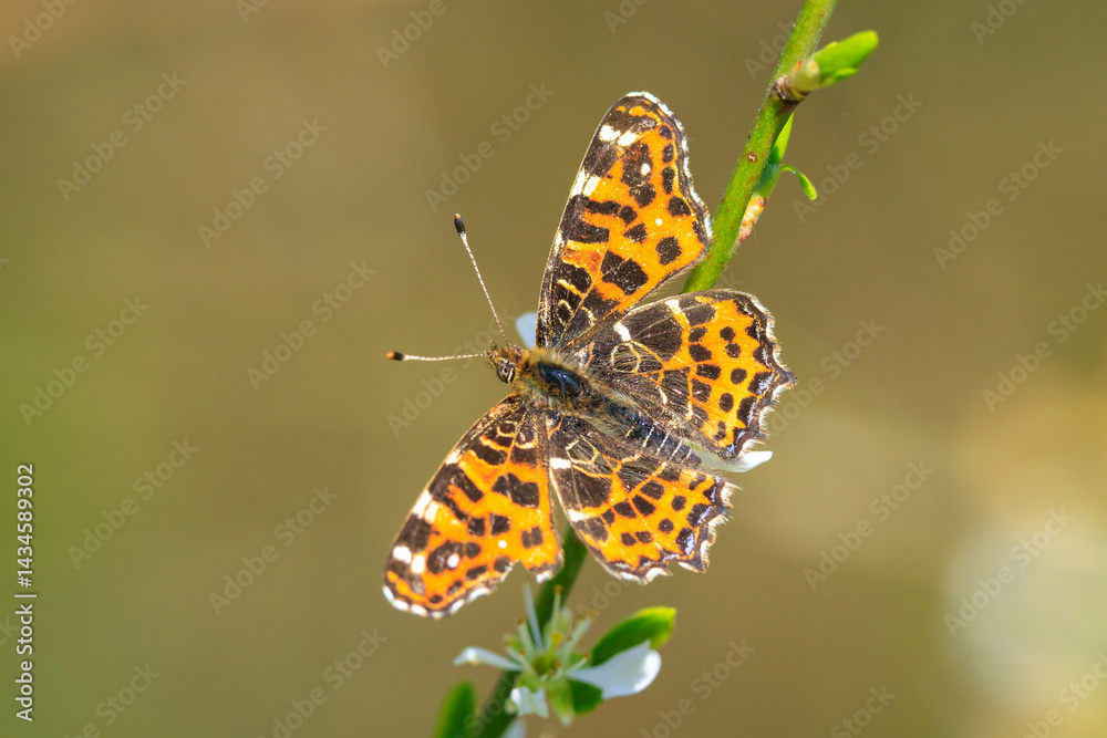 The map butterfly, araschnia levana, close-up portrait