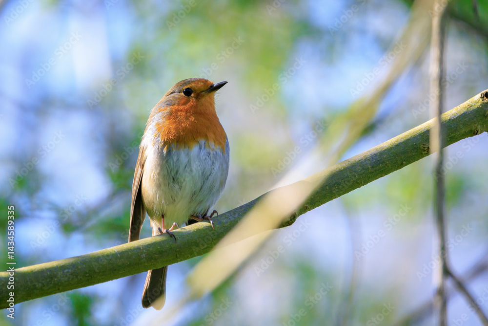 European robin bird Erithacus rubecula singing