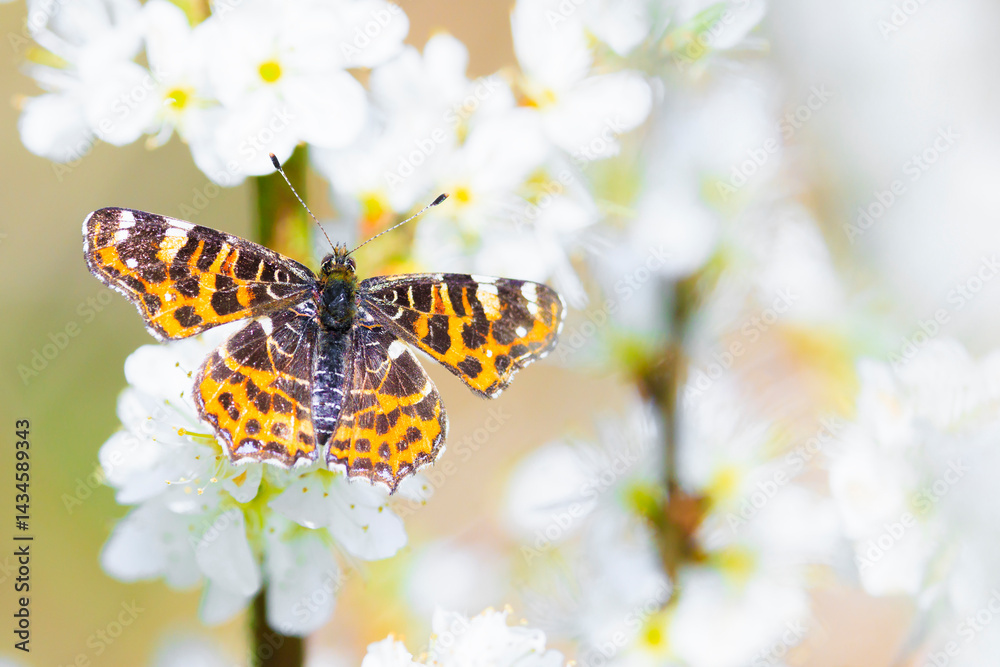 The Map butterfly, Araschnia levana, Springtime brood