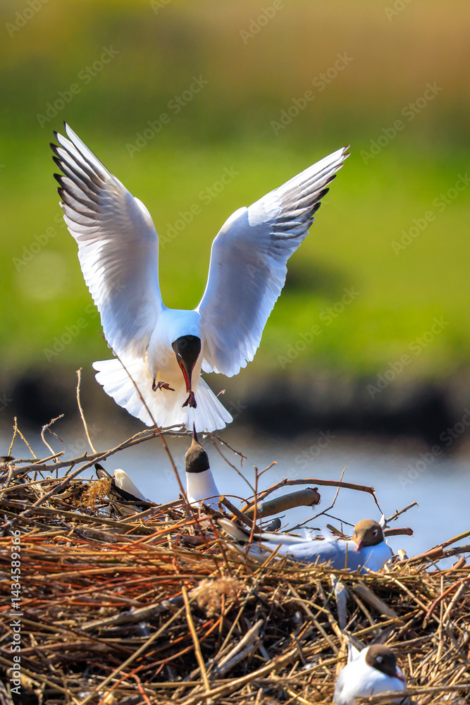 Black-headed gull, Chroicocephalus ridibundus, flying