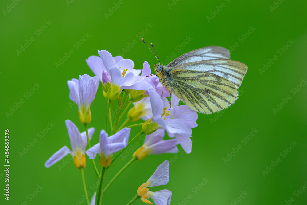 Green-veined white butterfly, Pieris napi, feeding on cuckooflowers