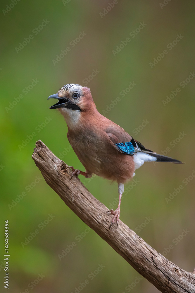 Eurasian jay, Garrulus glandarius, bird close-up
