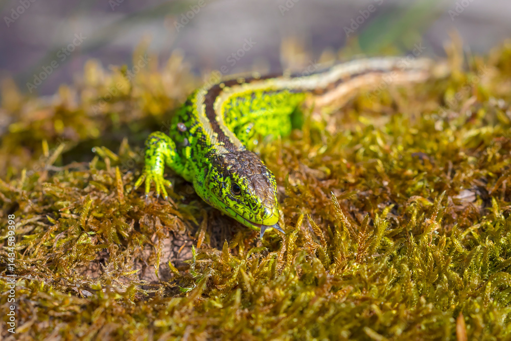 Naklejka premium Sand lizard, Lacerta agilis, green male