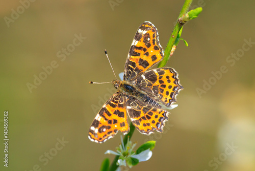 Obraz na płótnie The map butterfly, araschnia levana, close-up portrait w salonie