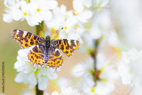 Obraz na płótnie The Map butterfly, Araschnia levana, Springtime brood w salonie