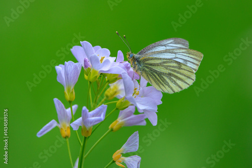 Obraz na płótnie Green-veined white butterfly, Pieris napi, feeding on cuckooflowers w salonie