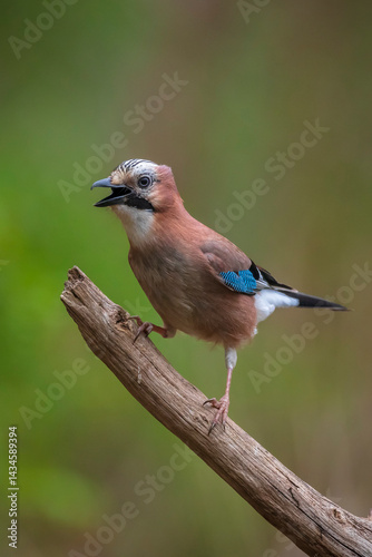 Obraz na płótnie Eurasian jay, Garrulus glandarius, bird close-up w salonie