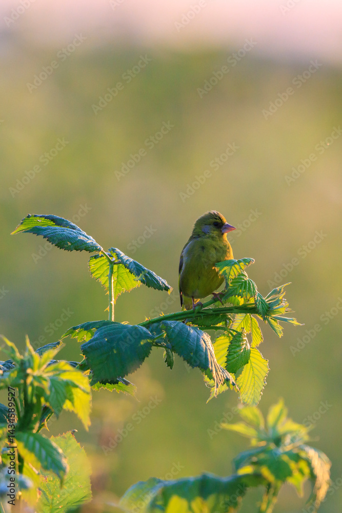Greenfinch Chloris chloris bird singing