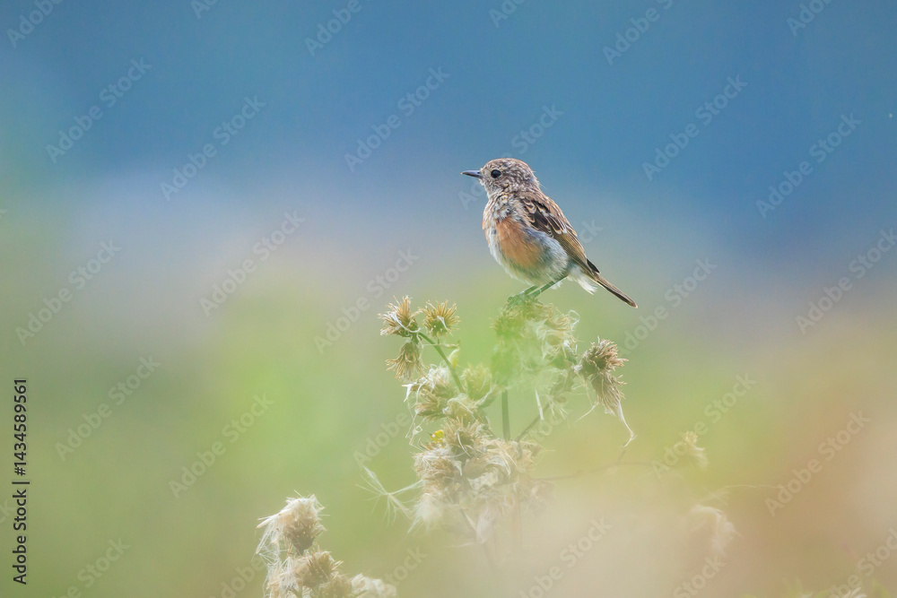 Juvenile Stonechat, Saxicola rubicola, bird singing