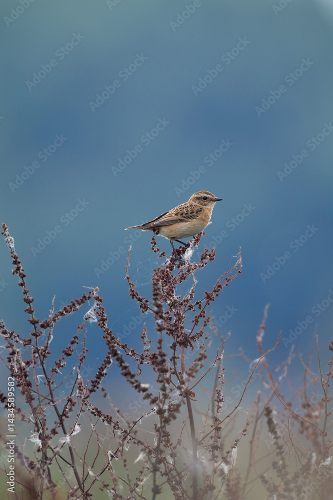 Juvenile Stonechat, Saxicola rubicola, bird singing