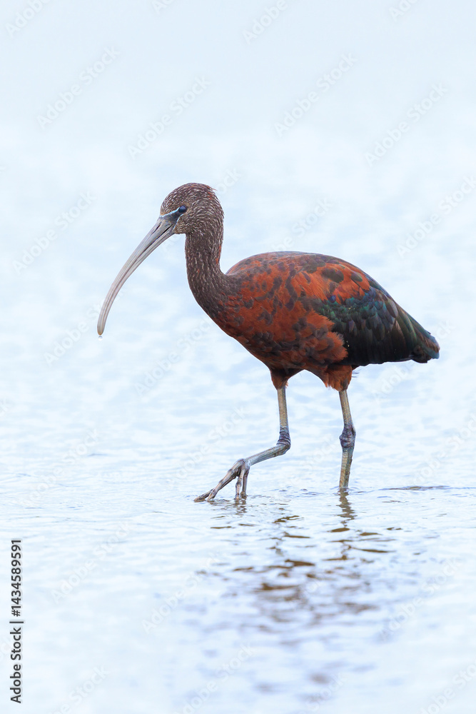 Glossy ibis, Plegadis falcinellus, wader bird in breeding plumage
