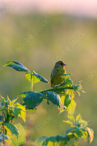 Obraz na płótnie Greenfinch Chloris chloris bird singing w salonie