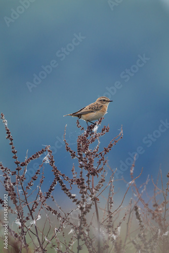 Obraz na płótnie Juvenile Stonechat, Saxicola rubicola, bird singing w salonie