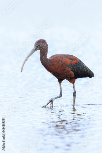 Obraz na płótnie Glossy ibis, Plegadis falcinellus, wader bird in breeding plumage w salonie