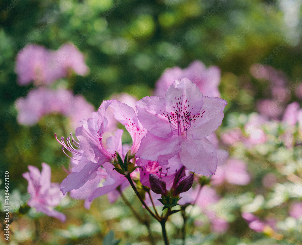 Fototapeta premium Close-up of Light Pink Azalea Blossoms