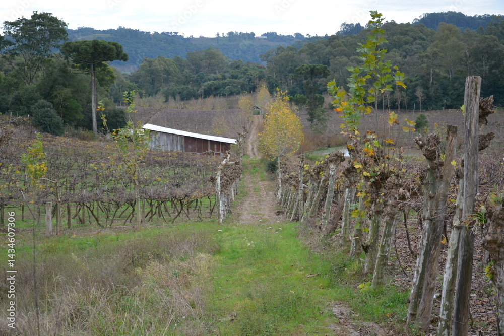 vale dos vinhedos