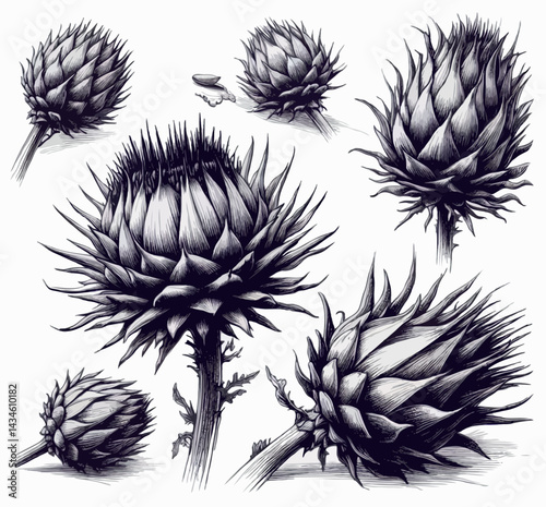 Hand drawn artichokes Botanical drawing. Simple line art thistle, stems illustration. Black and White wild flowers. Protea plants. Set of teasel outline doodle floral sketch. Leaves Silybum marianum