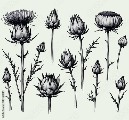 Hand drawn artichokes Botanical drawing. Simple line art thistle, stems illustration. Black and White wild flowers. Protea plants. Set of teasel outline doodle floral sketch. Leaves Silybum marianum