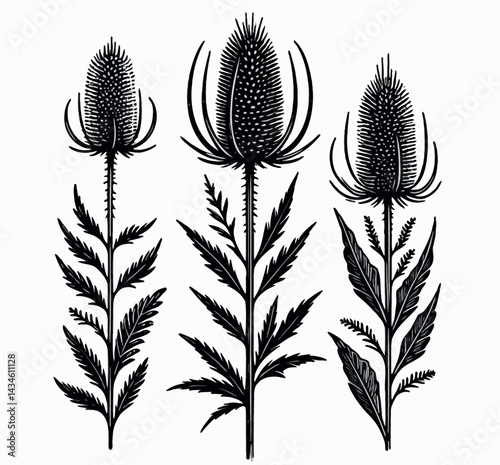 Tableau sur toile Hand drawn artichokes Botanical drawing