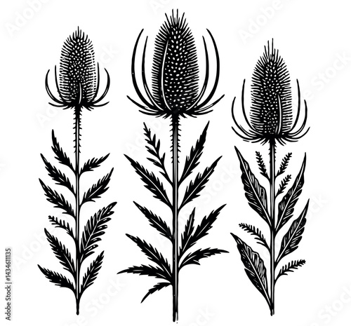 Hand drawn artichokes Botanical drawing. Simple line art thistle, stems illustration. Black and White wild flowers. Protea plants. Set of teasel outline doodle floral sketch. Leaves Silybum marianum