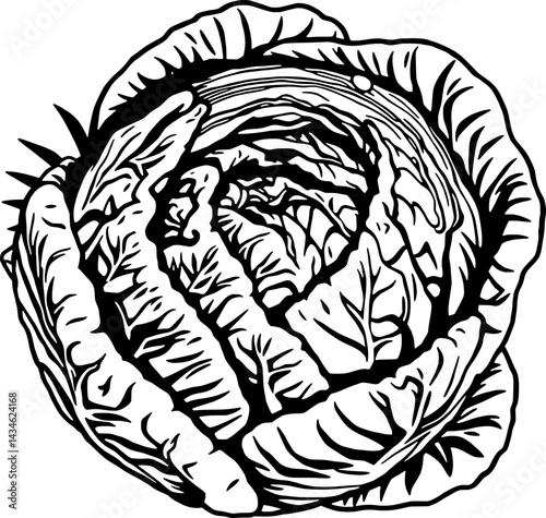 Line Art Illustration Of Bok Choy A Popular Asian Vegetable