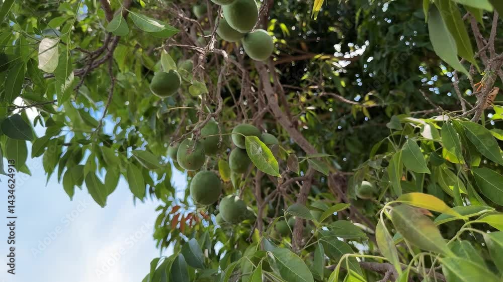 arbol de ciruelas con frutas frescas