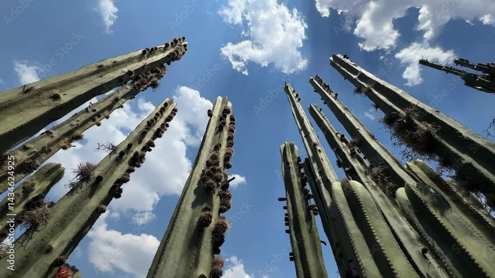 cielo azul con un grupo de cactaceas 