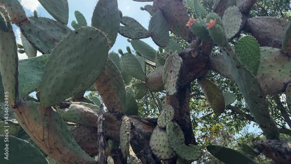 plantas viejas de nopal