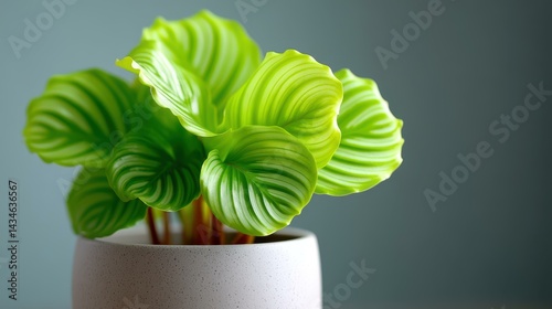 Obraz na płótnie Vibrant Calathea Orbifolia leaves create a stunning visual, perfect for adding lush greenery to any space. w salonie