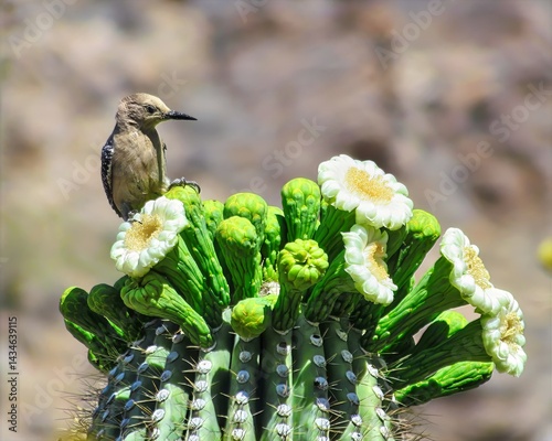 Saguaro Cactus Bloom Tucson Arizona