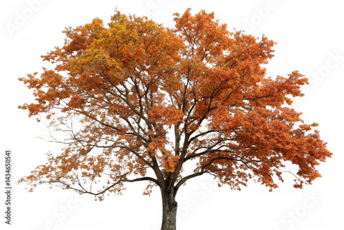 Set of autumn Quercus palustris (also called pin oak, swamp oak, or Spanish oak) trees isolated png on a transparent background perfectly cutout